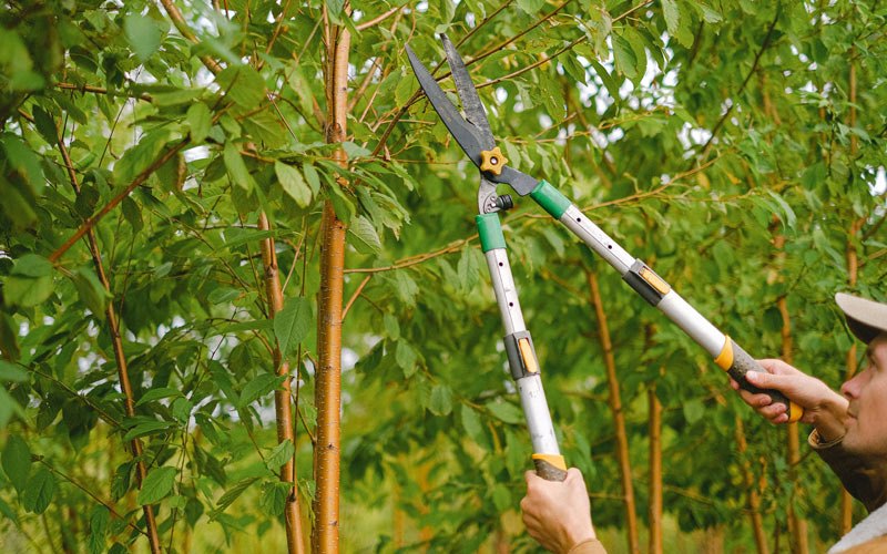 Tree trimming in Devils Lake, ND