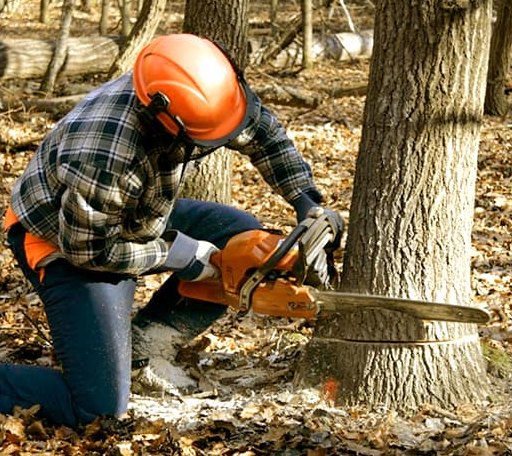 Tree Removal in Devils Lake, ND